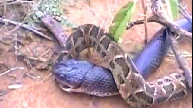 King Cobra Eating Python At The Rice Field смотреть онлайн