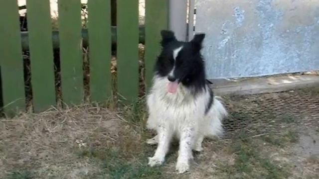 Собака бывает кусачей... смотреть онлайн