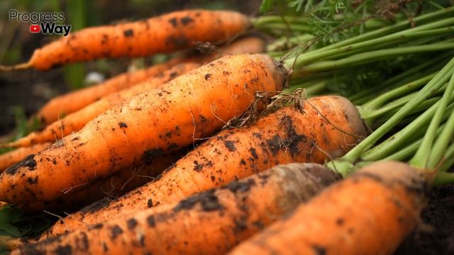 Морковь и свекла будут сочными всю зиму при таком способе хранения! смотреть онлайн