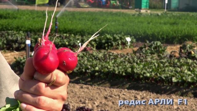 Редис ВАЛЕРИ