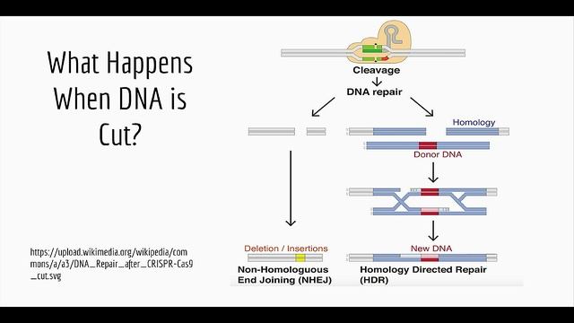 GRCC Science Talk: Gene Modifications and CRISPR by professor William Faber смотреть онлайн