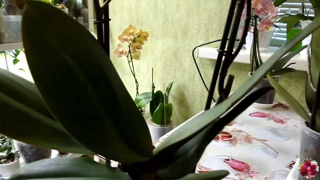 НОВІ орхідейки / Поповнення колекції 🌸 смотреть онлайн