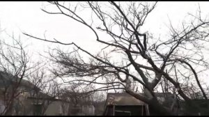 Абрикос-возраст-35-40 лет.Как омолодить такой абрикос.