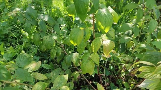 Обзор малины: Сказка / Краса / Богатырь / Крепыш смотреть онлайн