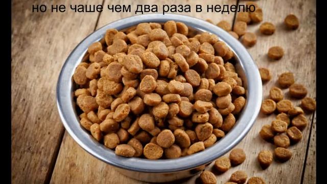 ягдтерьер наш рацион питания смотреть онлайн
