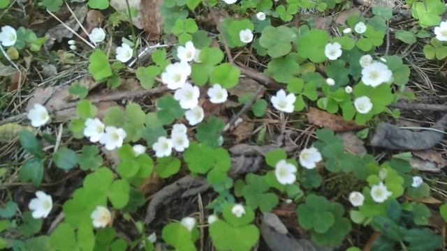 Заячья капуста или кислица обыкновенная смотреть онлайн