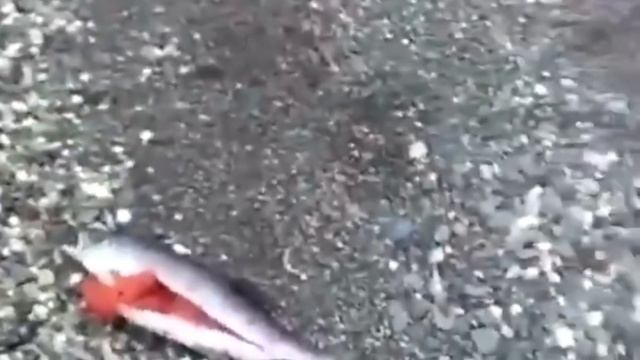 Новый закон о рыбалке 2019. Штрафы за рыбалку 2019, нормы вылова и размера. Лицензии на рыбалку смотреть онлайн