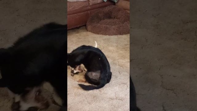 Mom on phone hold but have entertainment смотреть онлайн