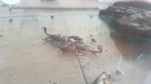 Брачный танец скорпионов