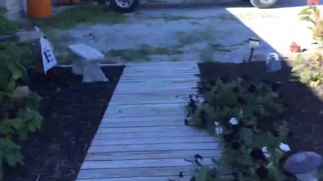 October 23, 2021 First frost is tonight, sharing beautiful flowers in Manteno Illinois смотреть онлайн