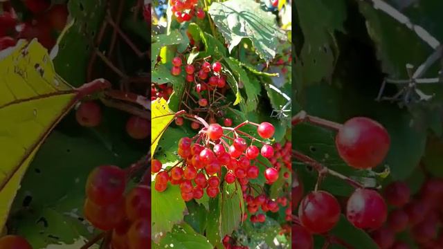 Калина красная, сентябрь... смотреть онлайн