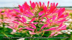 Цветок клеома на приусадебном участке: фейерверк цвета в саду (21 фото)