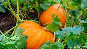 Выращивание тыквы. Бизнес идея