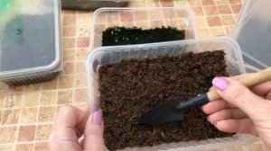 Глоксинии из семян. Летний посев. Насколько ВАЖНО освещение