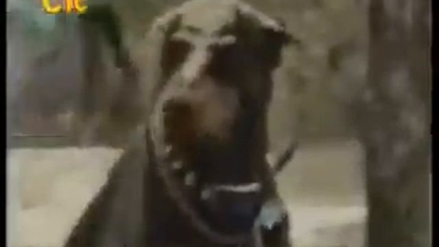 Подборка передача Животный смех за 2012 11 13 продолжение смотреть онлайн