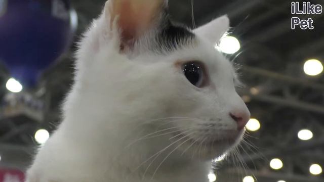 4 причины, почему кошка метит в доме смотреть онлайн