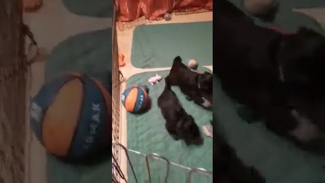 Два мальчика черный с серебром д р 29 03 2020 смотреть онлайн