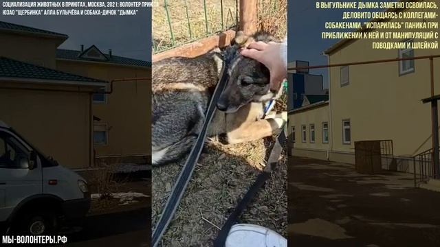 "Дымка возвращается!", волонтер Алла Булычева (приют ЮЗАО Щербинка), социализация собаки-дичка смотреть онлайн