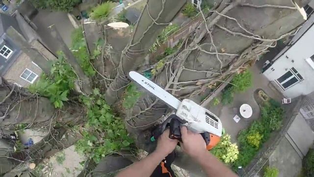 London Plane Pollard in Vauxhall, London смотреть онлайн