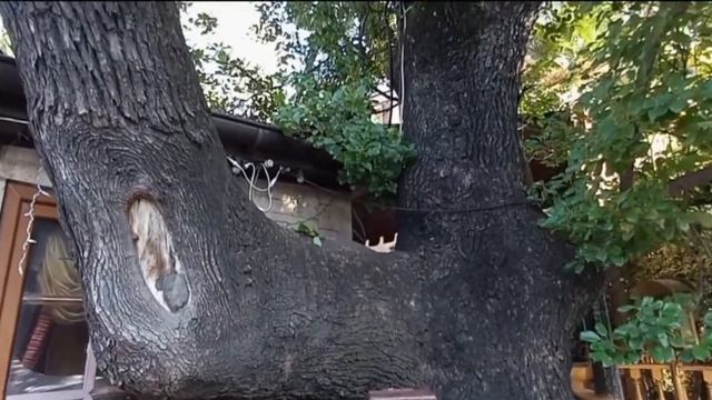 Сочи. Необычные деревья смотреть онлайн
