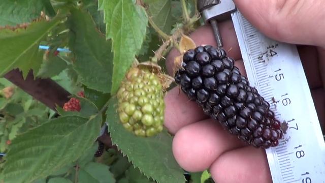 Карака Блэк. Самая большая Ежевика, которую я когда-либо выращивал! смотреть онлайн