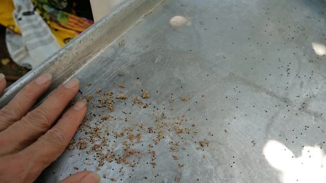 How to harvest amaranth seeds смотреть онлайн
