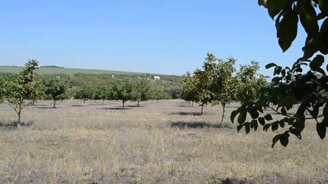 /PESCIANSKI/ Песчанский, лучший сорт ореха для промышленных садов. Aug. 2017. смотреть онлайн