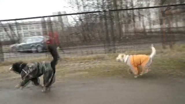 Электронный брелок для регистрации и поиска животных смотреть онлайн