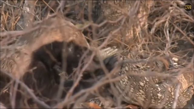 SafariLive Sept 23- Honey Badger vs Monitor Lizard 01-00. смотреть онлайн
