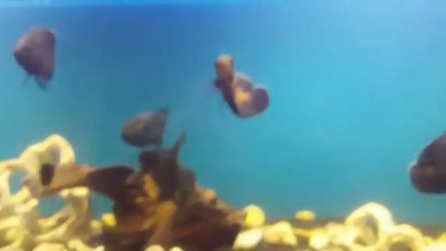 Аквариум AQUAFISHES Тигровый астронотус ,цихлиды смотреть онлайн