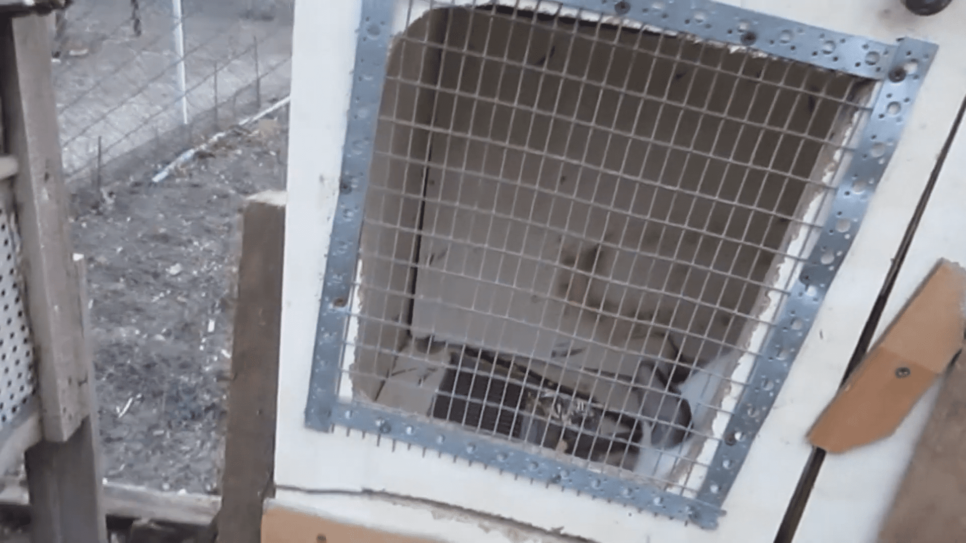 Изготовление клетки, для кроликов и их взвешивание