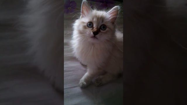 МАЛЕНЬКАЯ СТЕФАНИ смотреть онлайн