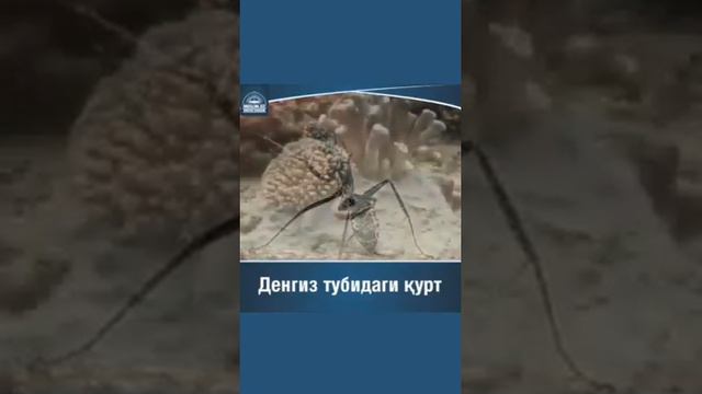 Смотреть мусульманам которие говорят что АЛЛАХ про них забыл!!! смотреть онлайн