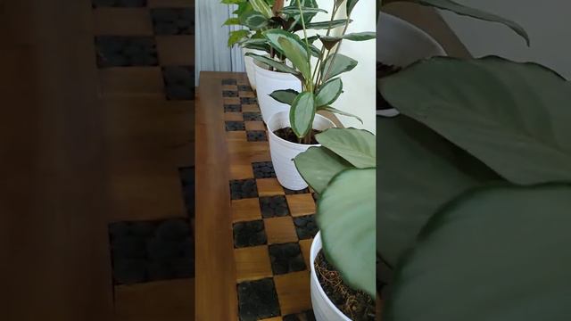 4 Varians Calathea Ready To Go