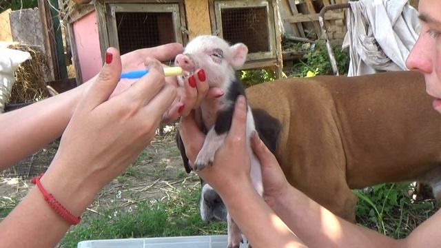 блог, сложная суббота, подкормка поросят, влог № 372 смотреть онлайн