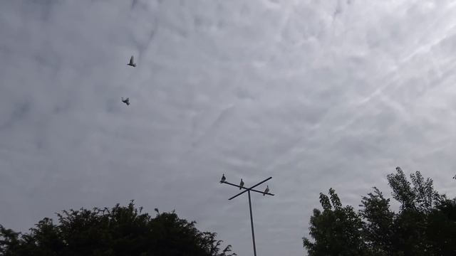 Мои новые сьёмки работы с птицей, 2 / май 2015 смотреть онлайн