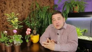 Эухарис Легкий уход в домашних условиях. Что любит амазонская лилия?