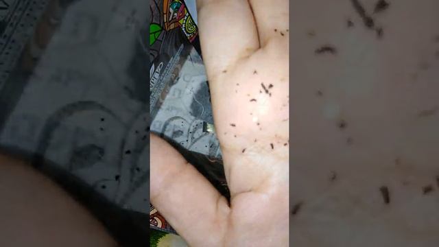 Чай NL часть2 смотреть онлайн