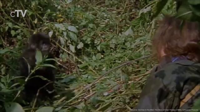 Top 5 Explorer Movies смотреть онлайн
