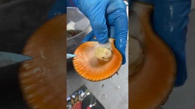 Морской гребешок, дегустация смотреть онлайн