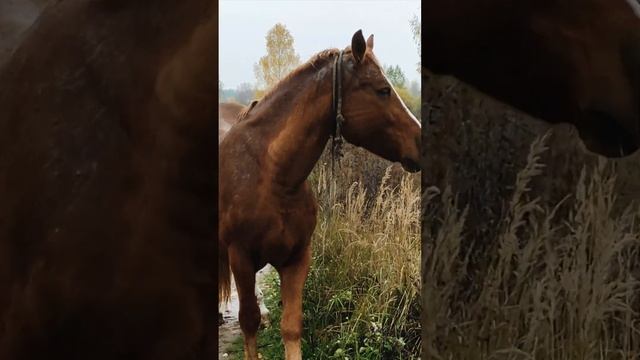 Гордая и непреступная. Беременная кобыла. #shorts смотреть онлайн