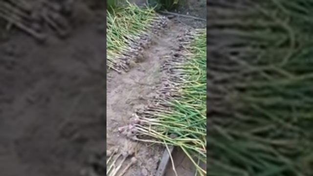 Уборка озимого чеснока. Несколько примет когда убирать чеснок. смотреть онлайн