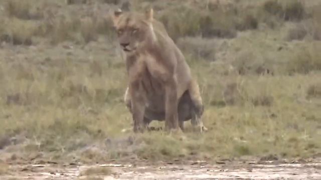 Кения Сафари Львы смотреть онлайн