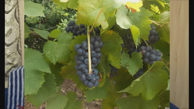 Почему люди едут жить на юг? смотреть онлайн