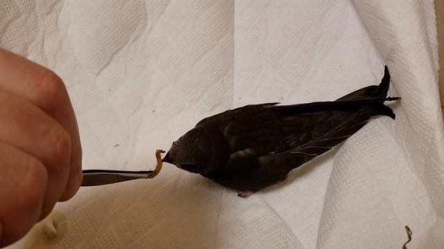 Спасли стрижа и кормим его. Чем кормить стрижа. смотреть онлайн