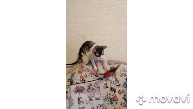 Корниш рекс мальчик CRX смотреть онлайн