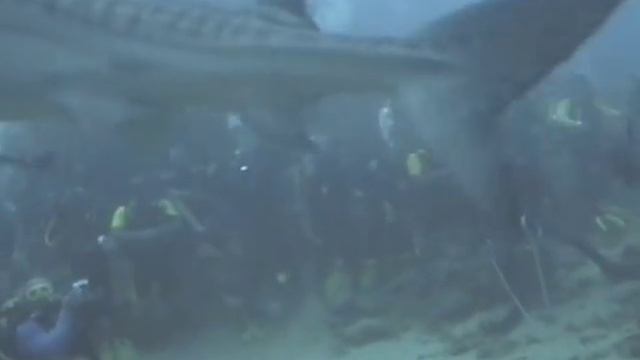 Beqa Lagoon Shark Feeding