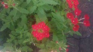 Вербена вегетативная Уход