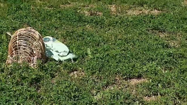 Садои Кабки маст , Голос птиц как поёт Каменная Куропатка 2020 Кеклик, Keklik смотреть онлайн