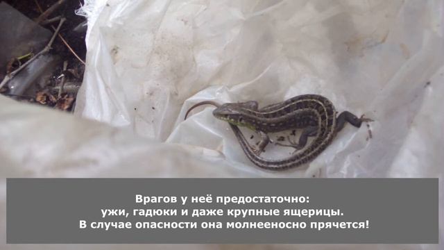 Мои растишки/А у вас такие есть?/ Ящерицы на участке смотреть онлайн